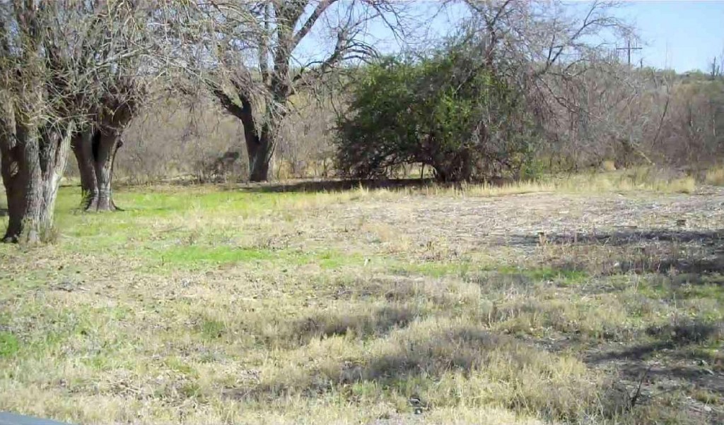 Cook Ranch House Location - Huge Pyracantha Bush in back