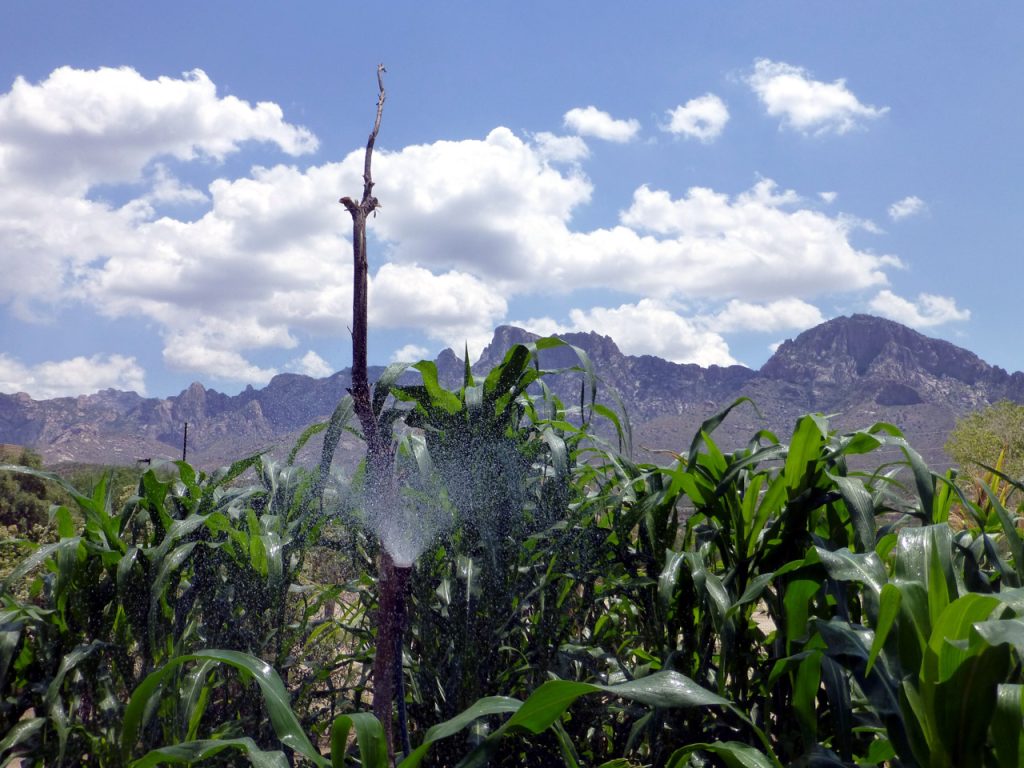 Heritage Garden Corn with Pusch Peak in the Background