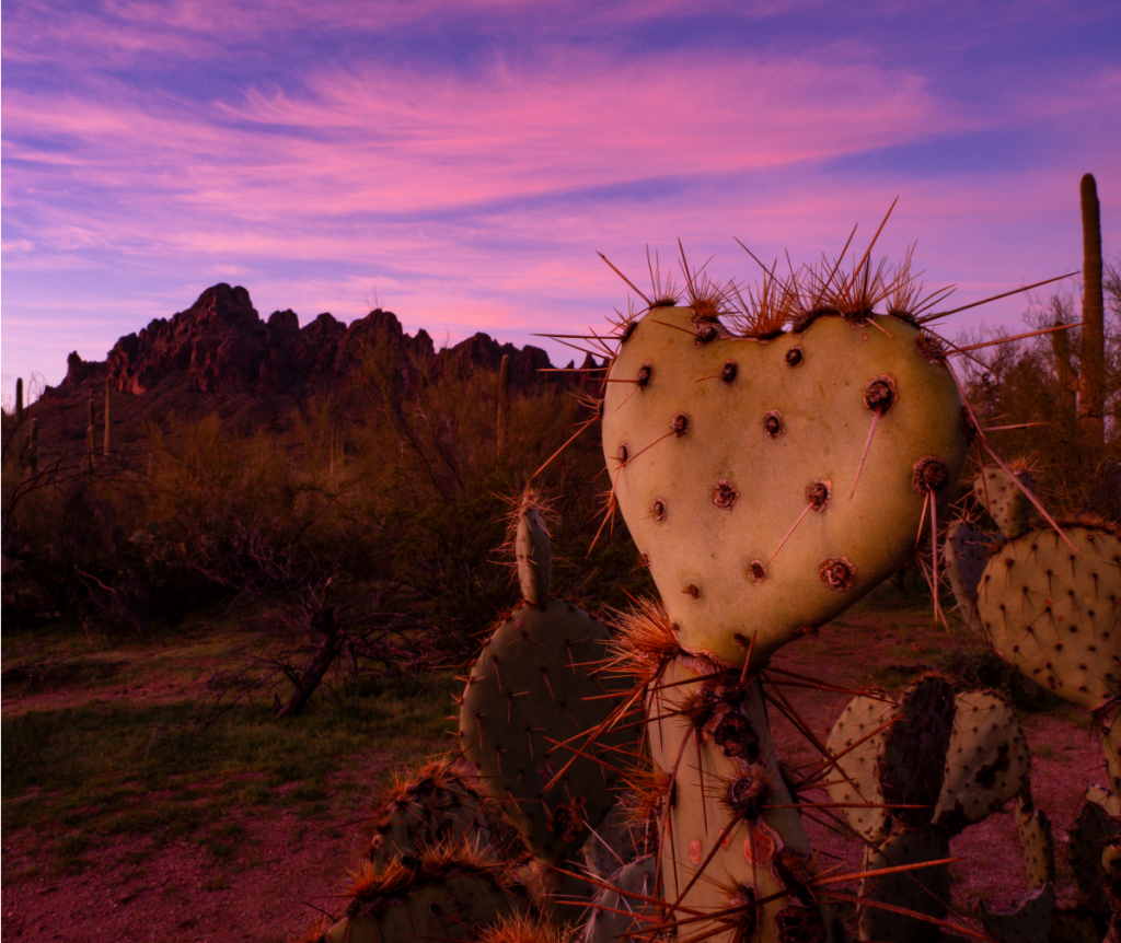 Heart-Shaped Cactus with Purple Skies