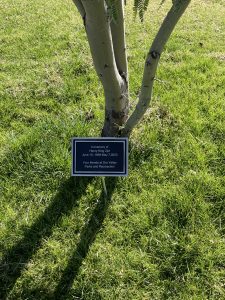 Henry K. Zipf Memorial Tree Plaque at Steam Pump Ranch