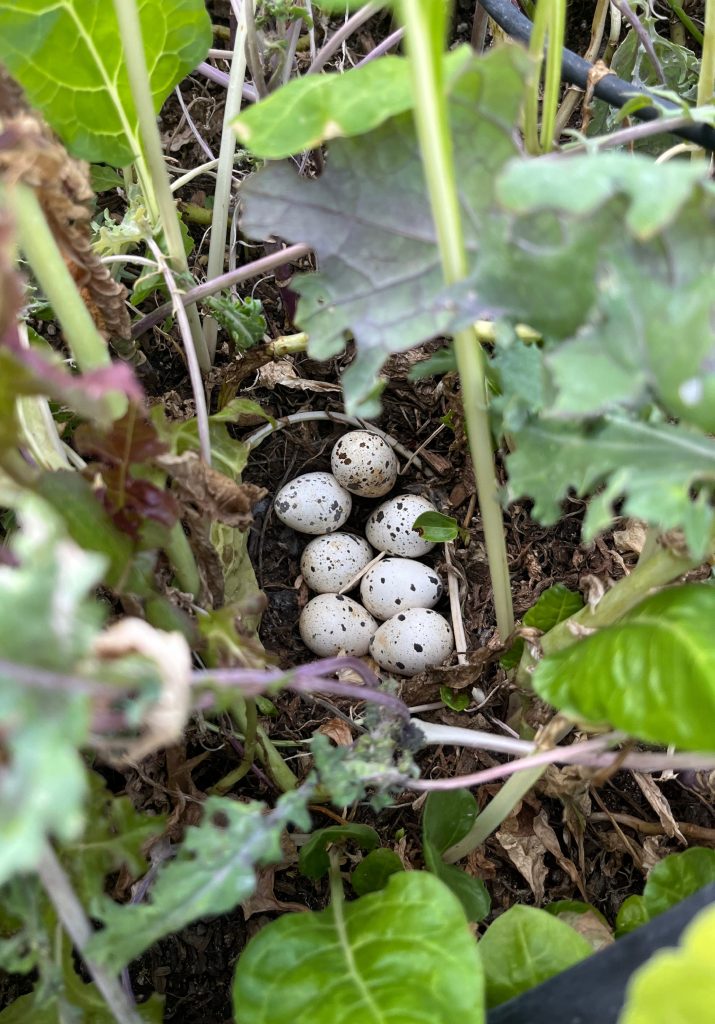 Quail Eggs Laid in a garden box in the Heritage Garden June 2025
