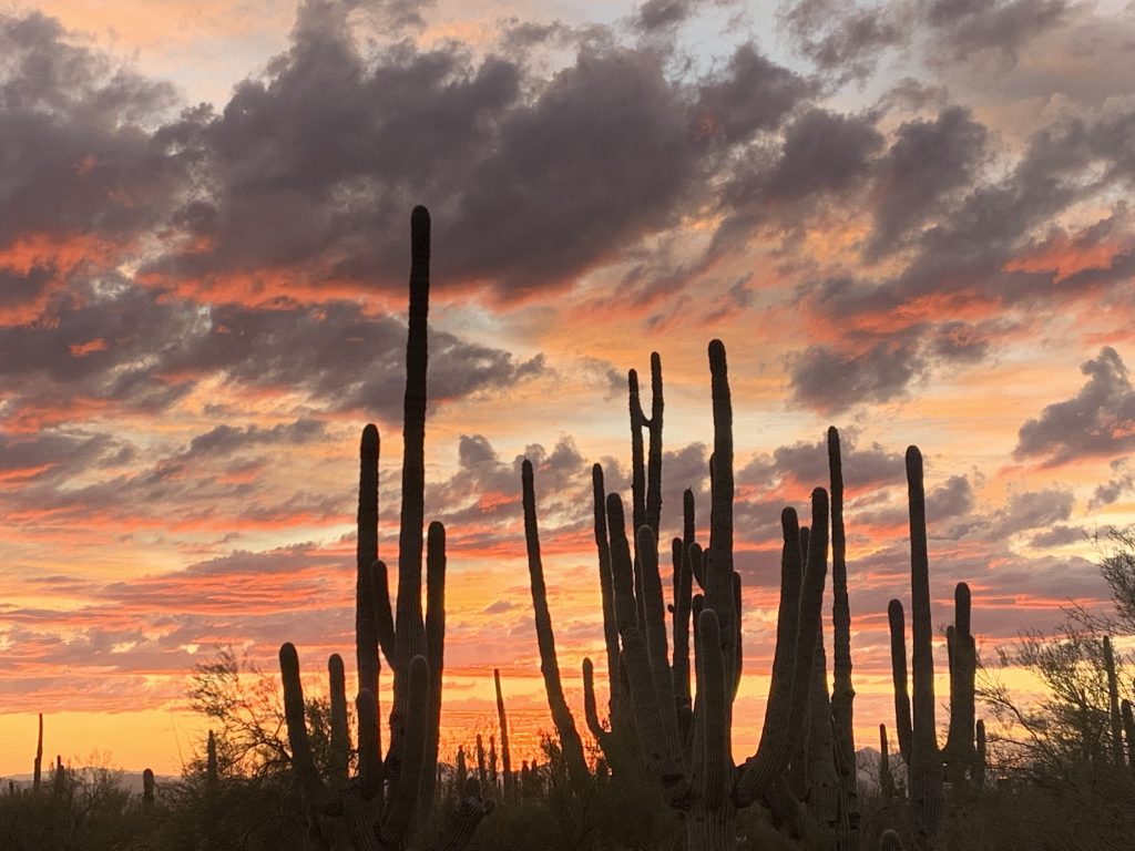 Saguaro Cactus in the Sunset, Paul Canez