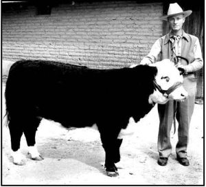 Jack Procter standing next to Prize Bull in1941.