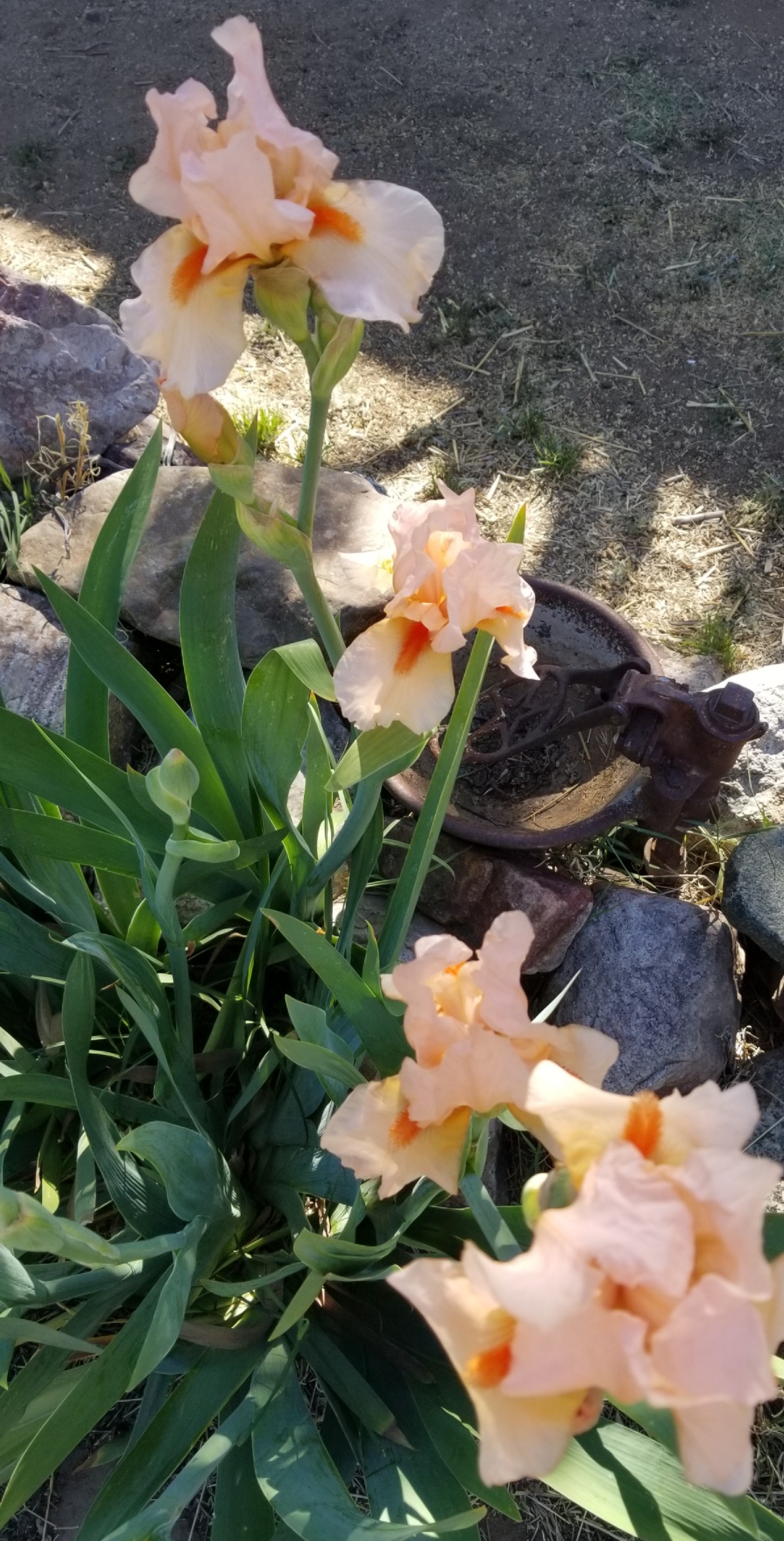Sweetness Cinn Iris
