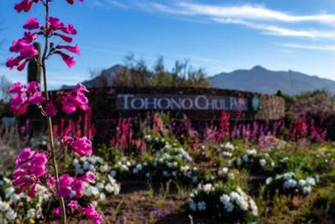 The Wilson Legacy and the Making of Tohono Chul