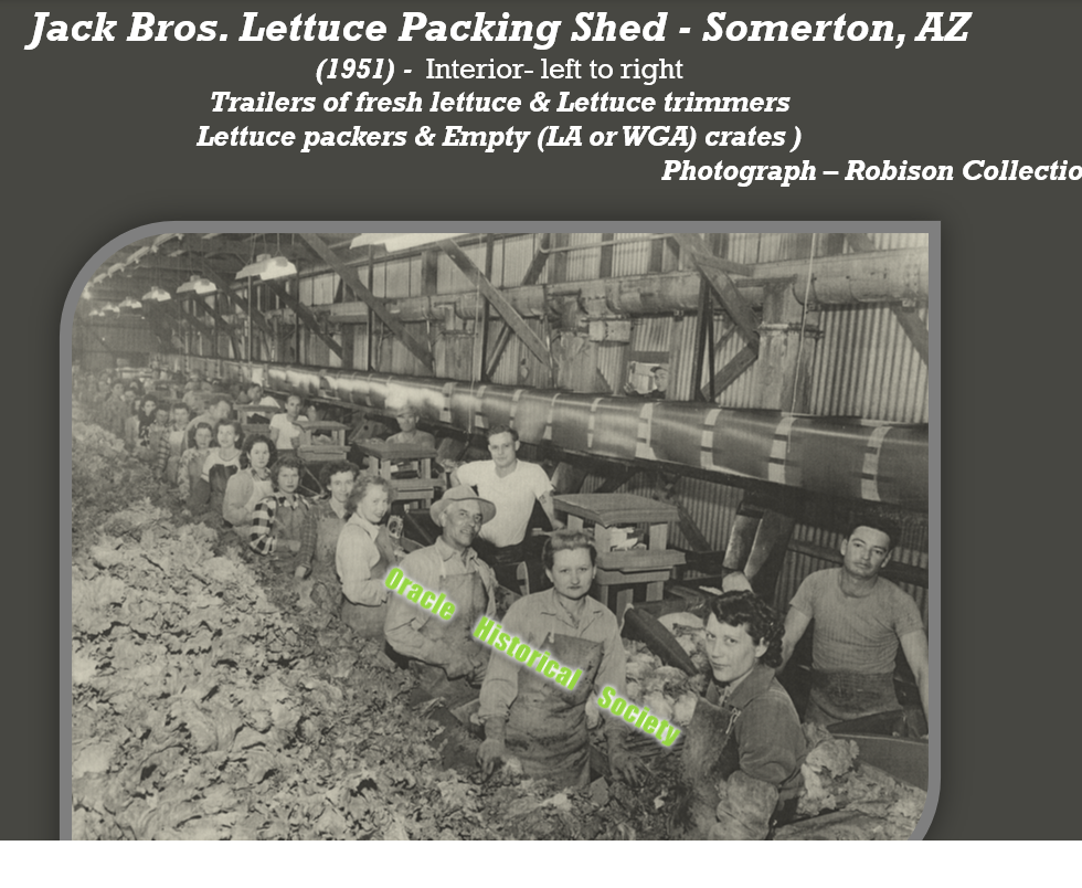 Lettuce & Landscapes Jack Bros. Lettuce Packing Shed with several male and female workers, Somerton, AZ – Oracle Historical Society - watermarked