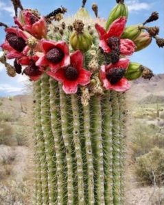 Saguaro Cactus with Red Fruit Growing out of the top of the green cactus