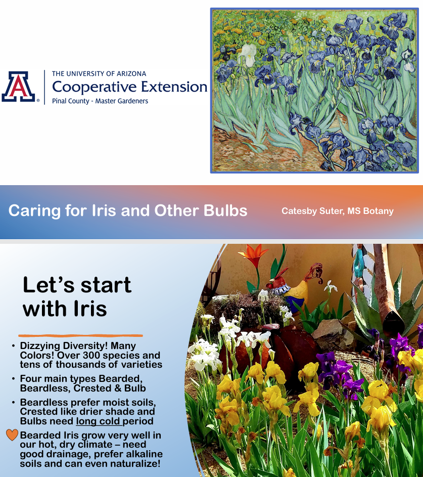 Opening Slides of Caring for Iris - lots of pretty colored Iris plants